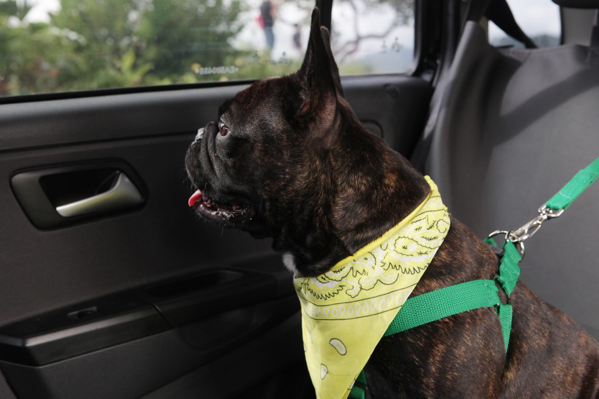 Pet Driver_7065 PetDriver Junho mês do amor pet!