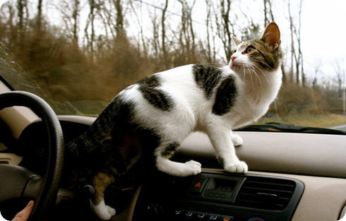 PETDRIVER transporte carro para gato(07)