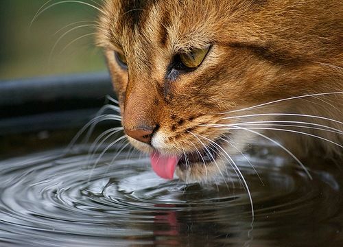 gatos bebendo agua