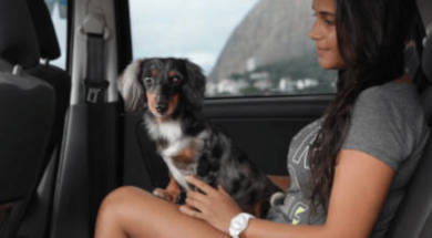 PETDRIVER_area-de-atuacao_acompanhado-390