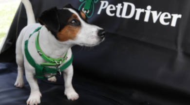 PETDRIVER_area-de-atuacao_sozinho-390