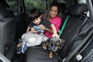 Como escolher um serviço profissional para transportar seu pet?