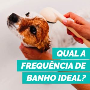 frequência banho cachorro