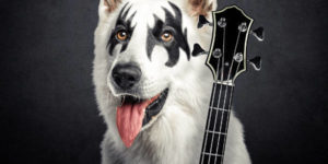 PETDRIVER_rock-dog-600