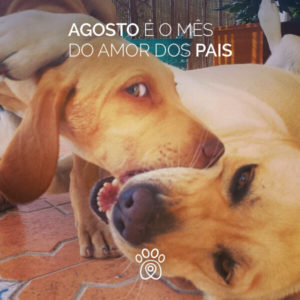 instagram-post-petdriver-agosto-mesdospais-07