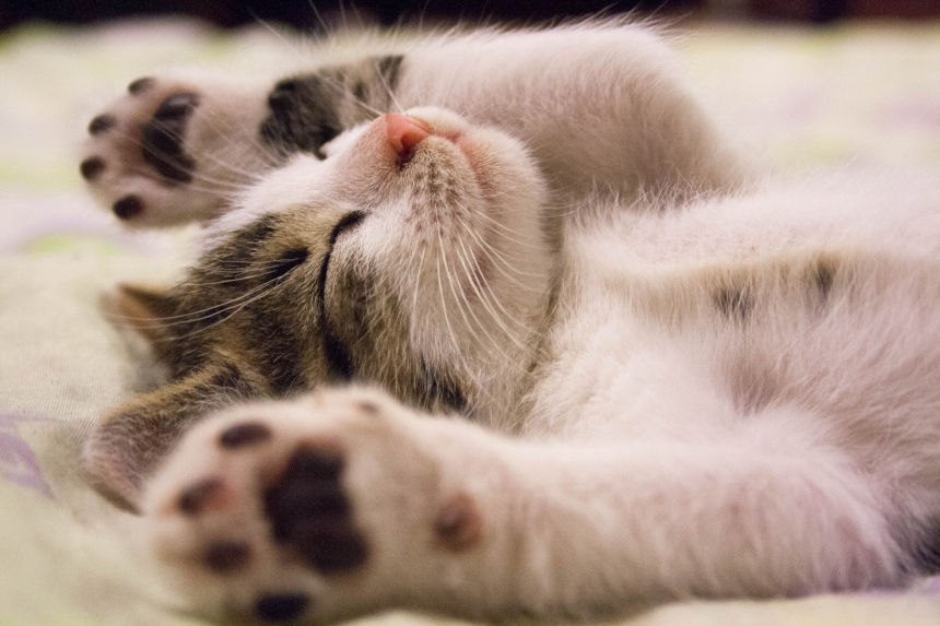 Quantas vidas tem mesmo o gato? 1 PETDRIVER_pexels-pixabay-416160