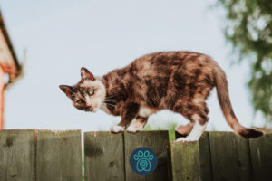 PETDRIVER_mitchell-orr-gK4C8CbyuPc-unsplash