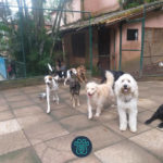 PETDRIVER_parceira_riopetgavea-2