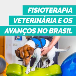 fisioterapia veterinaria