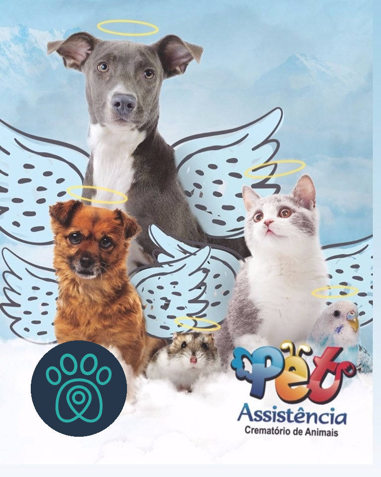 PETDRIVER_pet-assistencia_2019-11-03(03)