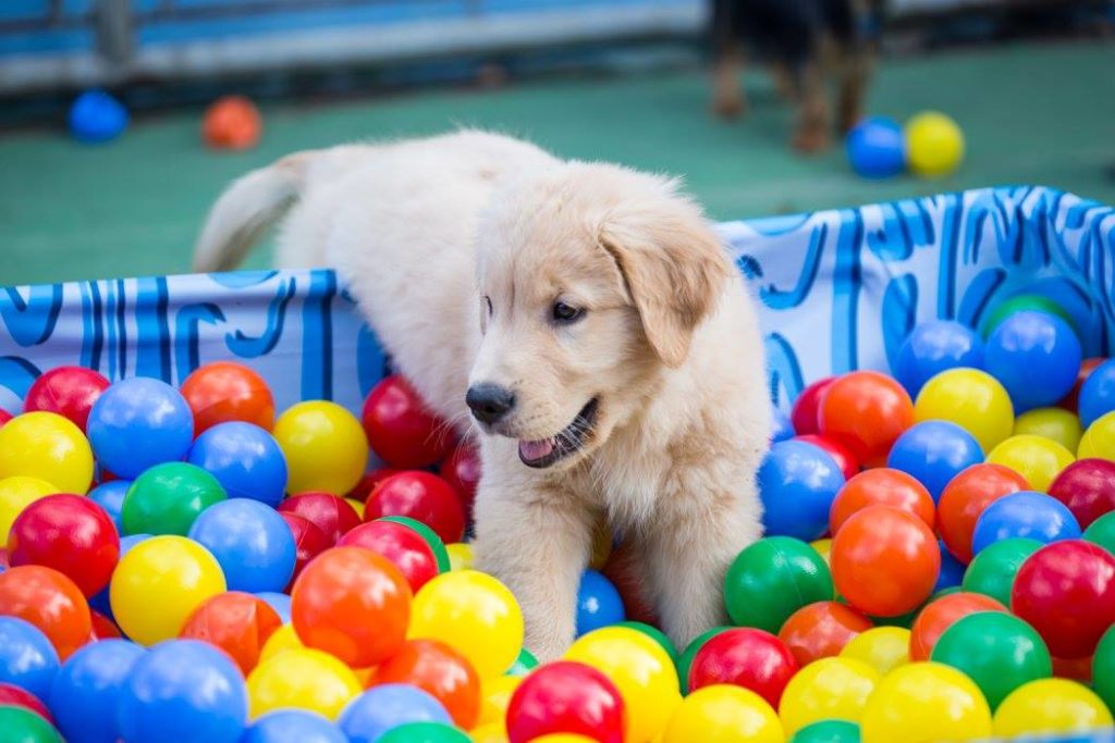 Festas pet: como escolher o local mais adequado para o seu evento 3 20776655 1425211104235008 4457049833332289298 o