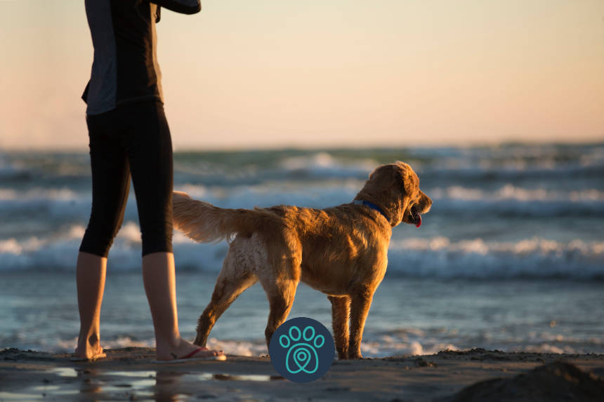 PETDRIVER_animal-beach-clouds-dog-313979