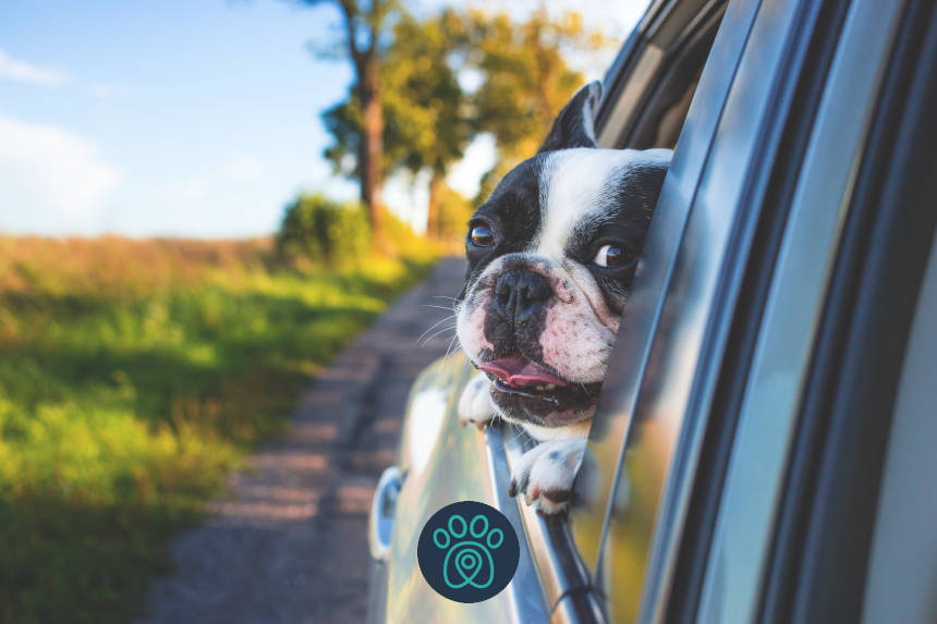 PETDRIVER white and black short coat puppy on black window car 134392 1