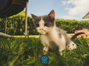 PETDRIVER_white-and-grey-kitten-smelling-white-daisy-flower-1472999