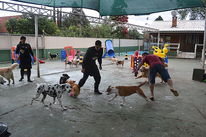 O que você deve levar em conta na hora de escolher um hotel para o seu pet 2 79882ac5 0cee 446e 8b3a e5814d3f3486 resort cachorro 7 ftgal