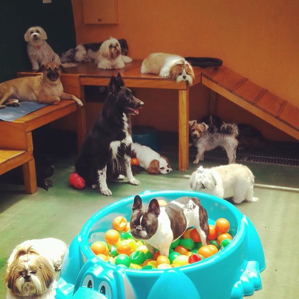O que você deve levar em conta na hora de escolher um hotel para o seu pet 1 caofusao foto 2 1