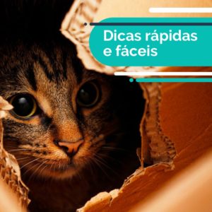 instagram-blog-post-petdriver-abril-brinquedos-e-comportamento-03