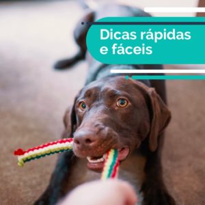 instagram-blog-post-petdriver-abril-brinquedos-e-comportamento-05