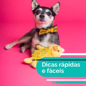 instagram-blog-post-petdriver-abril-brinquedos-e-comportamento-04