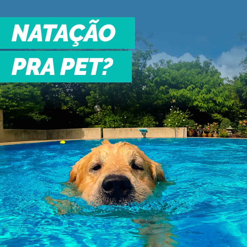 natação pets