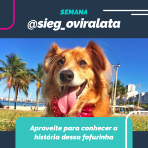 instagram-blog-post-petdriver-agosto-semana-embaixador-2