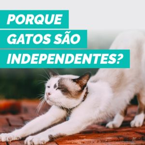 blog-post-petdriver-setembro-gatos-independentes-01