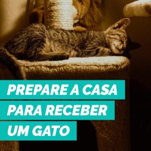 post-blog-petdriver-outubro-receber-gato-1