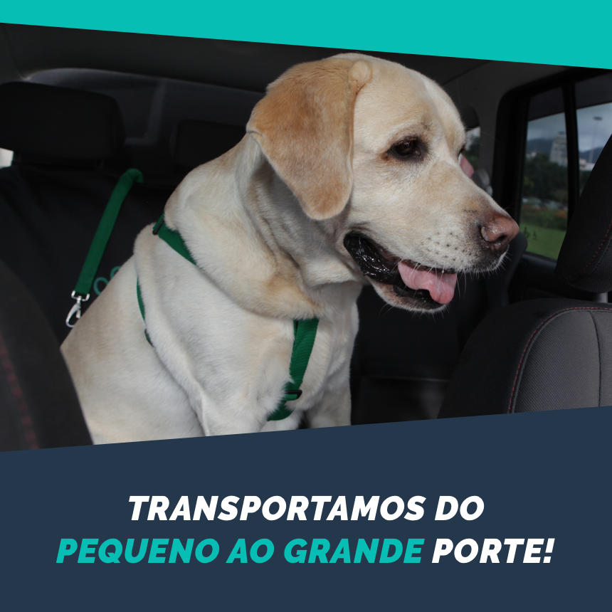 transporte de animais domésticos pequenos e grandes