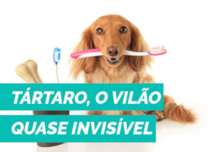 PETDRIVER_portalpetnews_tartaro