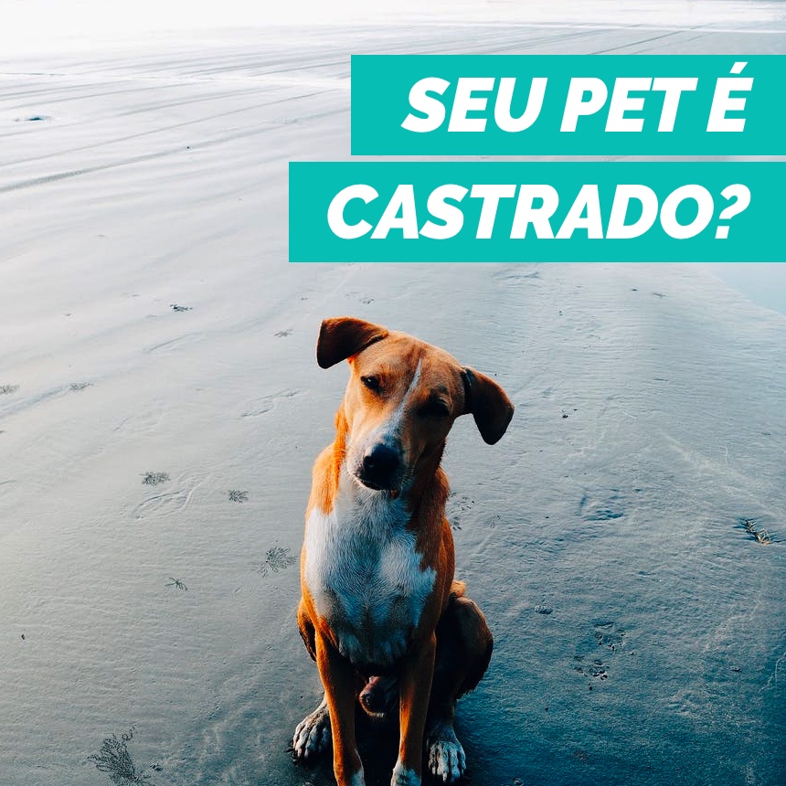 castrar cães e gatos