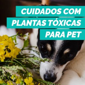 plantas-toxicas-pet-caes-gatos