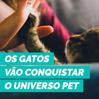 Os gatos vão conquistar o universo pet e o Brasil também