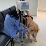 terapia assistida por animais julie cao coterapeuta 3