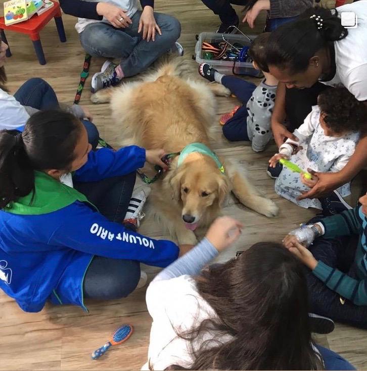 terapia assistida por animais julie cao coterapeuta 6