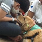 terapia assistida por animais julie cao coterapeuta 9
