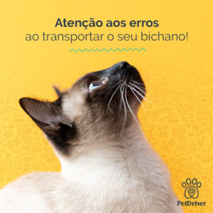 PETDRIVER_Erros-no-transporte-Bichano_blog