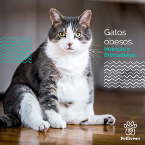 PETDRIVER_gatos-obesos