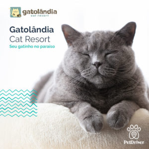 PETDRIVER_parceria_Gatolandia_blog