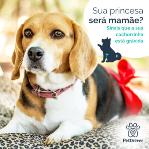 PETDRIVER_cadela-Prenha_blog