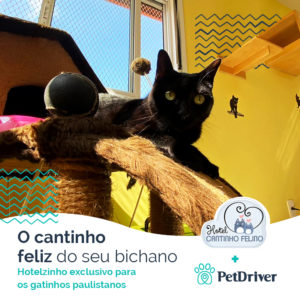 PET Parceiro Cantinho Felino 1000x1000