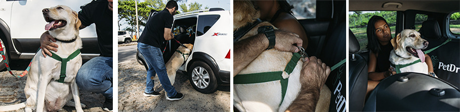 Motorista: A segurança do passageiro pet em primeiro lugar 4 image 1 7