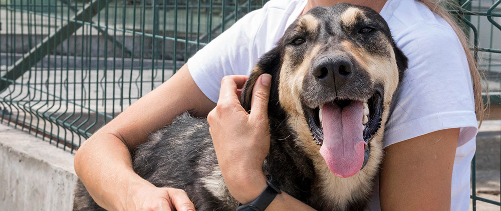 No mês das mães, seja um porto seguro para vidas pets 3 image 2 11