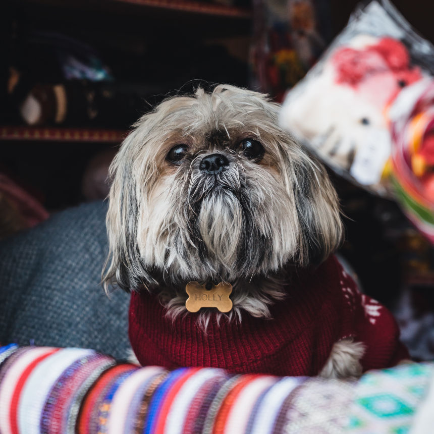 Seus pets também sentem frio!