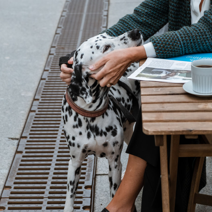 Curtir junto de seu Pet ficou fácil com a PetDriver!