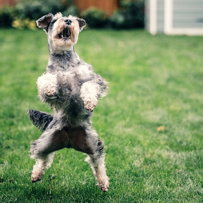 Dicas de como fazer seu cão parar de pular!