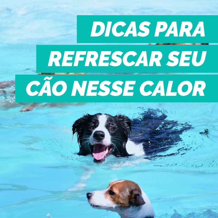 Confira 10 dicas para refrescar seu cão nesse calorão