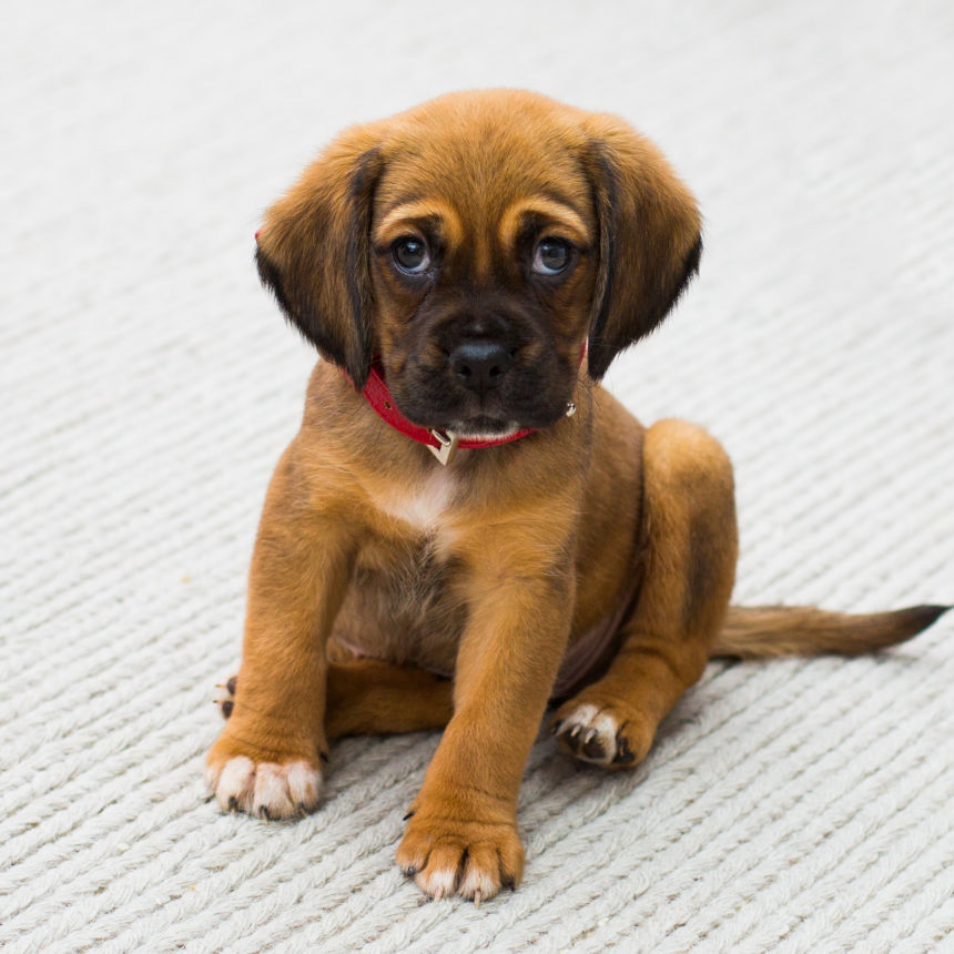 10 coisas que os cães não gostam que você faça!