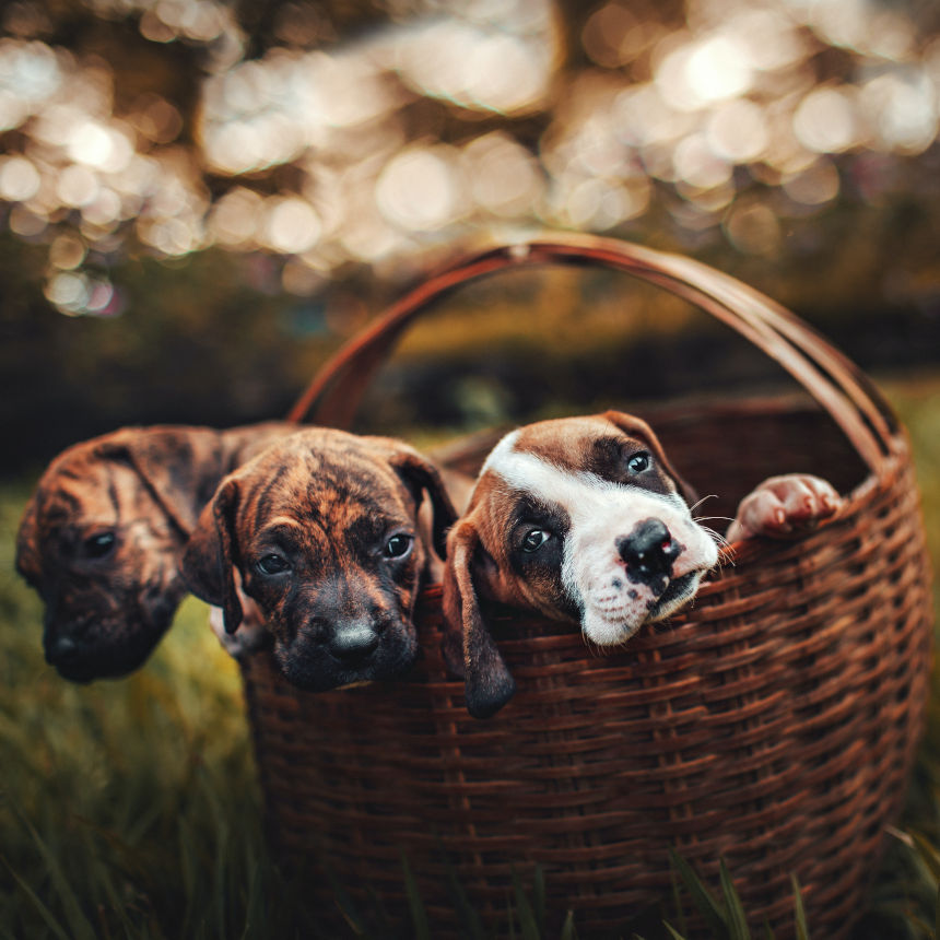 O que um animal de estimação mudará na sua vida?