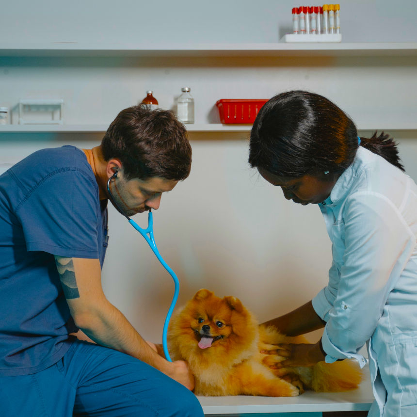 Vermes intestinais em cães e gatos