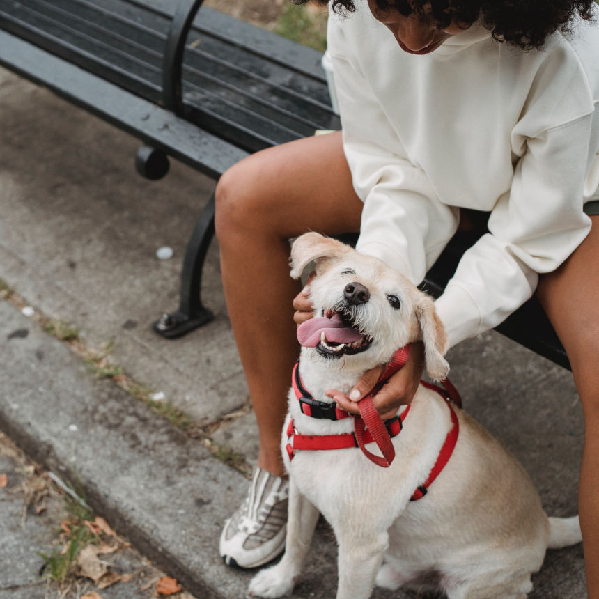 Você gosta de ficar trancada(o) em casa? Seu Pet também não! Dicas de lugares pet friendly no RJ.